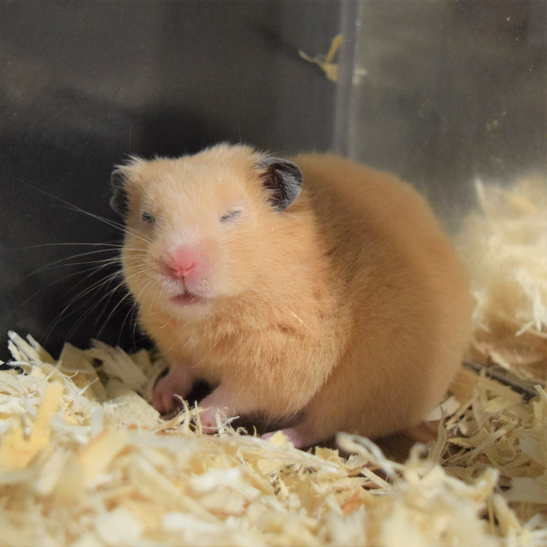 セブンパーク アリオ柏 キンクマハムスター はアプリコット色の体毛とその可愛らしさが魅力 眠っているところを写真に撮っていたら起こしてしまい 寝ぼけまなこでこちらを見たと思ったら またすぐに眠ってしまいました 2f Kabazoo カバズー セブンパーク アリオ柏 キンクマハムスター はアプリコット色の体毛とその可愛らしさが魅力 眠っているところを写真に撮っていたら起こしてしまい 寝ぼけまなこでこちらを見たと思ったら またすぐに眠ってしまいました 2f Kabazoo カバズー