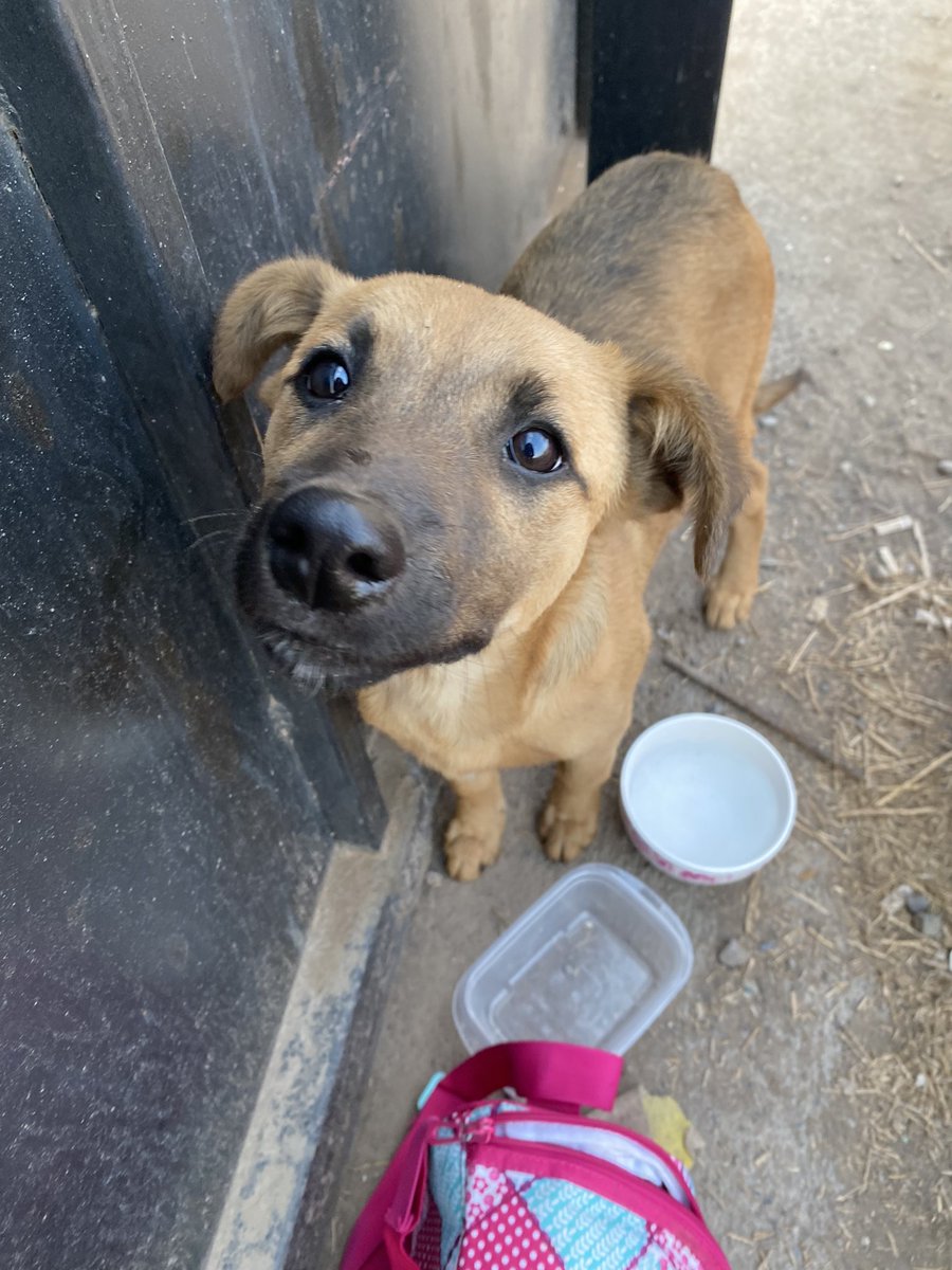 NazzeHernandez's tweet photo. LINA busca Hogar!
Esta hermosa, cariñosa y juguetona perrita está buscando familia que la Ame y tenga mucho espacio para sus necesidades básicas! @miguelacuna13 @TonkaTP @LavinJoaquin @DescuentosRata @SuavesLomitos @valerialunacs @marengorocio @ValdebenitoNata @TirzaNez  Favor RT https://t.co/LcKX19gL32