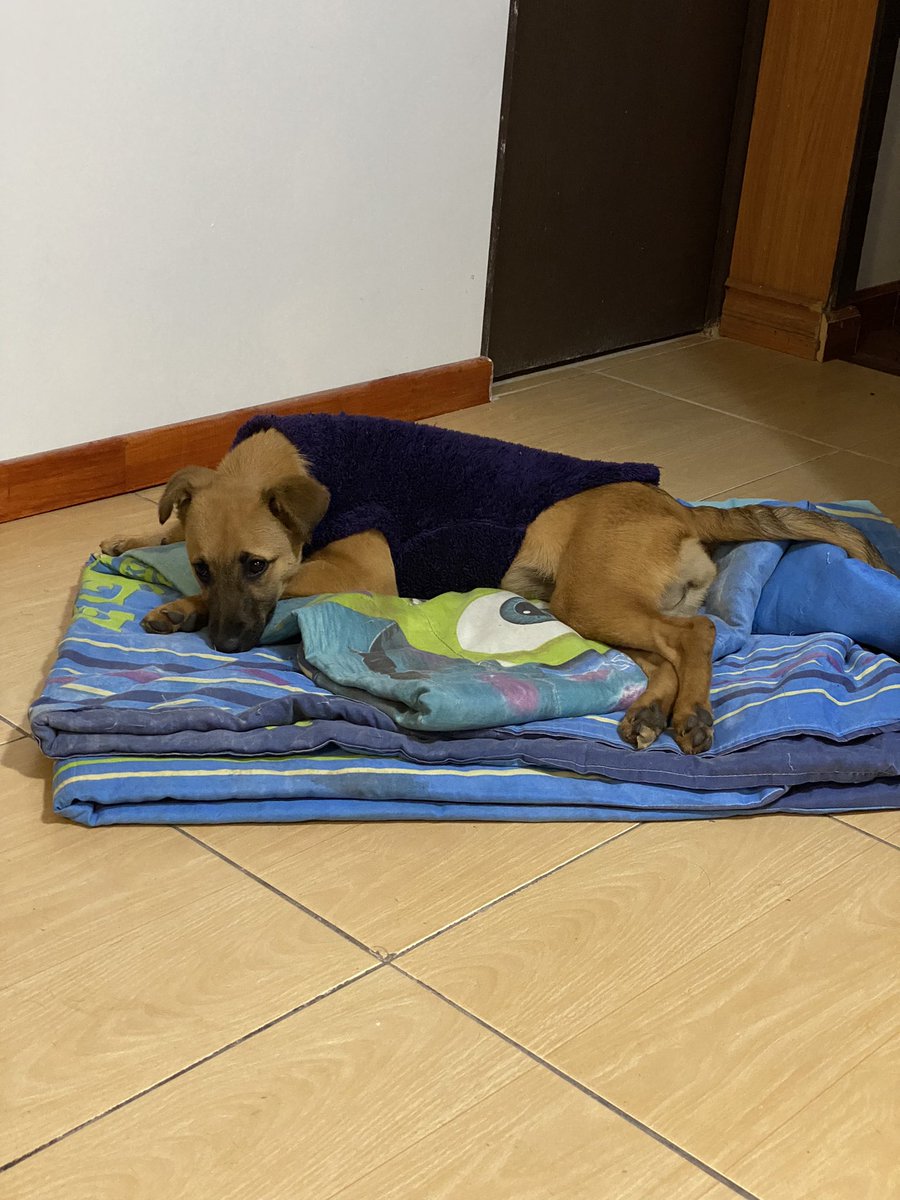 NazzeHernandez's tweet photo. LINA busca Hogar!
Esta hermosa, cariñosa y juguetona perrita está buscando familia que la Ame y tenga mucho espacio para sus necesidades básicas! @miguelacuna13 @TonkaTP @LavinJoaquin @DescuentosRata @SuavesLomitos @valerialunacs @marengorocio @ValdebenitoNata @TirzaNez  Favor RT https://t.co/LcKX19gL32