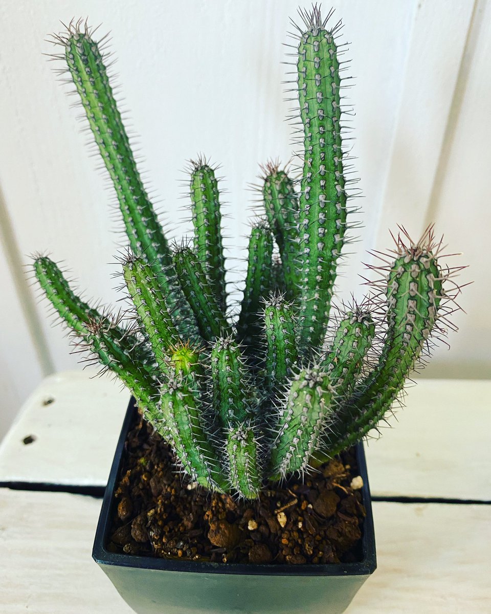 ট ইট র Trop ユーフォルビア バイオエンシス サボテンっぽく見えますけど ユーフォルビアです 群生タイプですがスタイリッシュな感じで カッコイイです バランス良く詰まってます 石垣島 Flowershop Flowerdesign Botanical ユーフォルビア バイオ