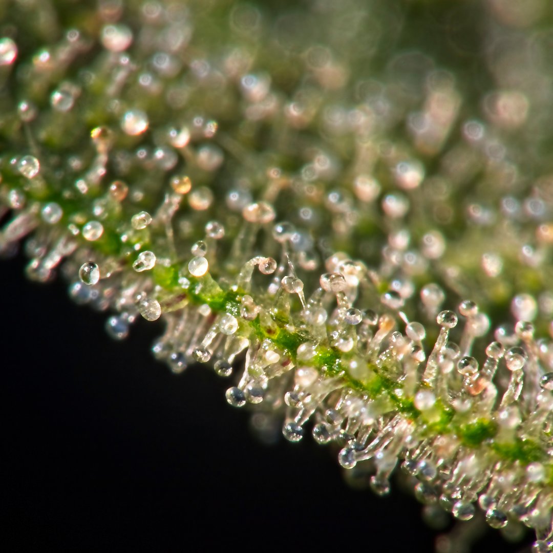 Its Macro Monday! Here's a close up of those beautiful trichomes on the plant that we all love. #macromonday #cannabismacro #cannabisbud #trichome #cannabisphotography #weedphotography