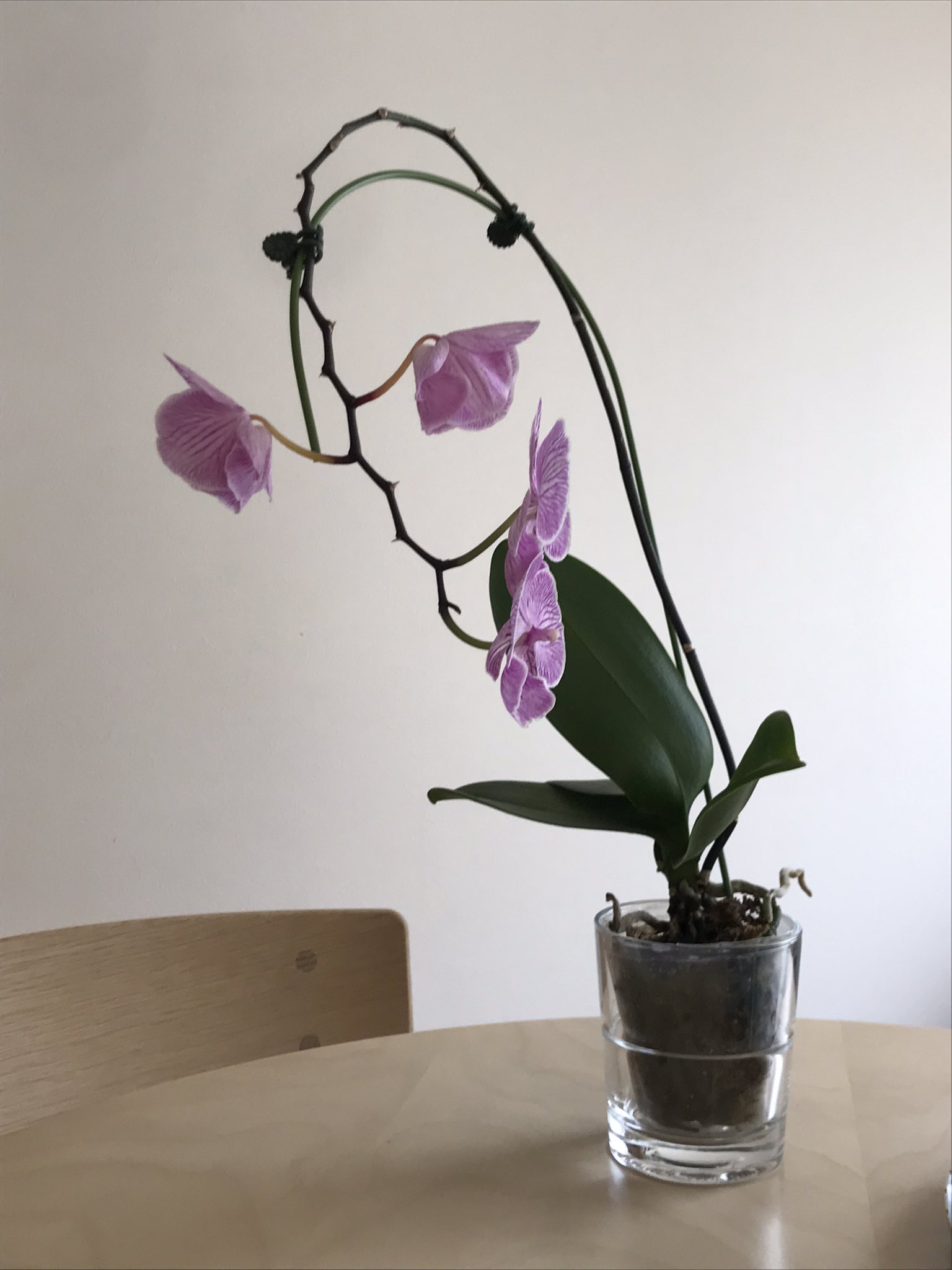 鈴木 9ヶ月間咲き続けた胡蝶蘭もいよいよか 新たなツボミもなく残り4つのうち2つはもうそろそろ散りそう 全部散ったら二度咲きを目指す T Co Smiypjn7s6 Twitter