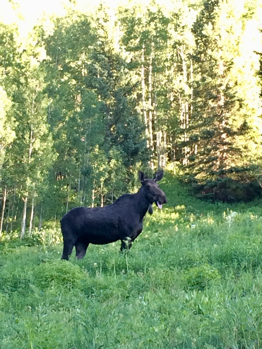 Vero_Zepeda_'s tweet photo. So happy to see moose today!! @RMBLGothic
#moose #Colorado #RBML https://t.co/daGApKSaCS