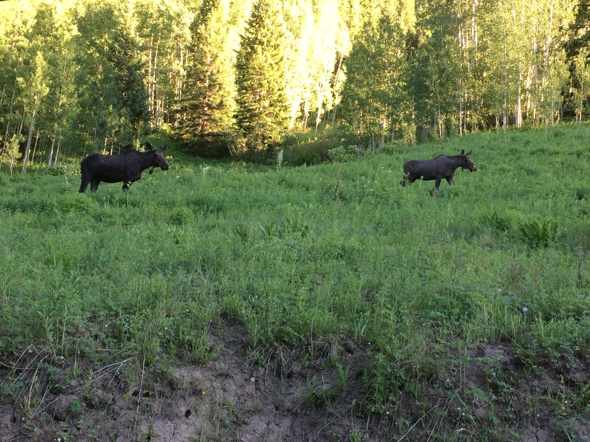 Vero_Zepeda_'s tweet photo. So happy to see moose today!! @RMBLGothic
#moose #Colorado #RBML https://t.co/daGApKSaCS