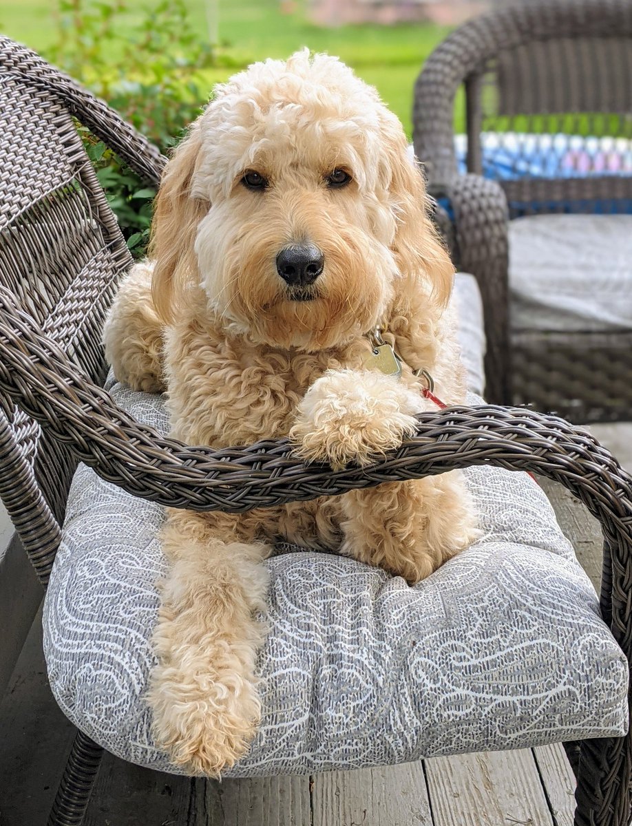 Bird watching and squirrel spotting - "What a life," says Maisel Jay. #bestathomecontest
#homedepot