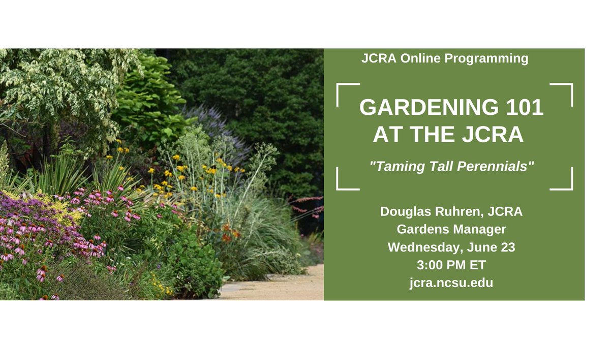 jcraulstonarb's tweet photo. In this episode of Gardening 101 at the JCRA, you'll learn how to tame tall perennials with a live demonstration via Zoom. Join Gardens Manager Douglas Ruhren Wed., June 23 at 3:00 pm at this link: https://t.co/V9iJaqeUsS or catch the recording next week on our YouTube Channel. https://t.co/uqxJhNFFPe