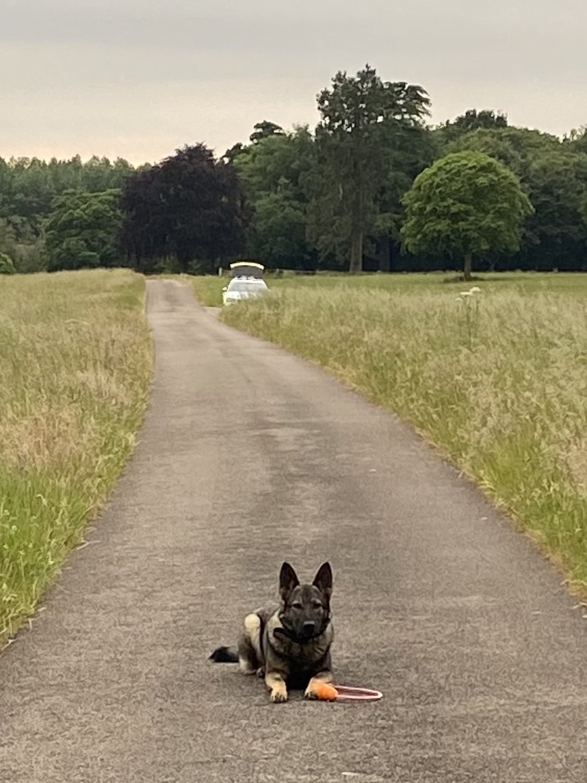 amydeemo's tweet photo. For her first set of shifts PD Jinx worked really hard for me. Lots of miles covered searching, assisted at a fatal road collision, located discarded property & tracked routes offenders had taken.
Four days off for us now before we start again on Friday ๐ถ๐ #JinxTheMinx #PDJinx https://t.co/5AxMdF0kmJ