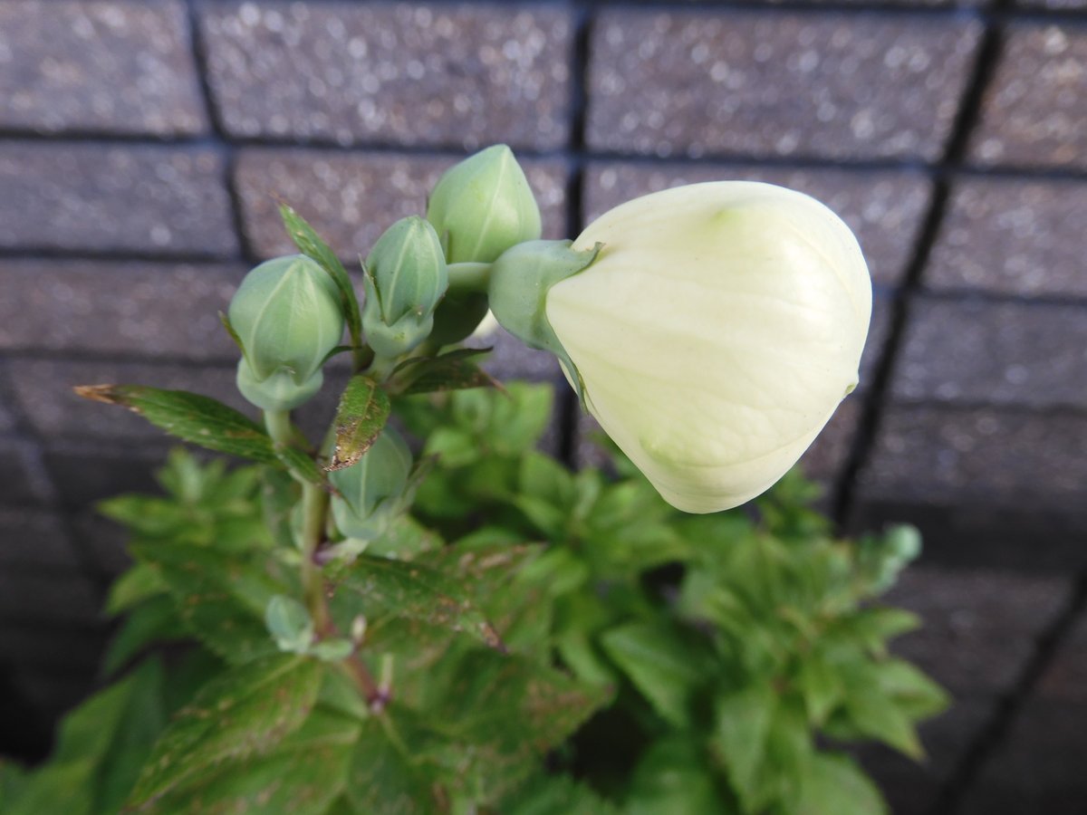 須川ショウ 桔梗がもうすぐ開花する このつぼみの形状から 英語ではballoon Flowerと呼ばれるらしい