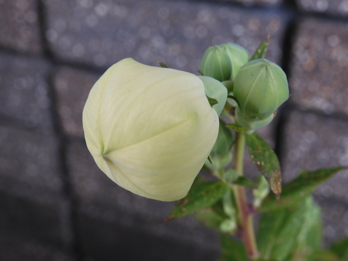 須川ショウ 桔梗がもうすぐ開花する このつぼみの形状から 英語ではballoon Flowerと呼ばれるらしい