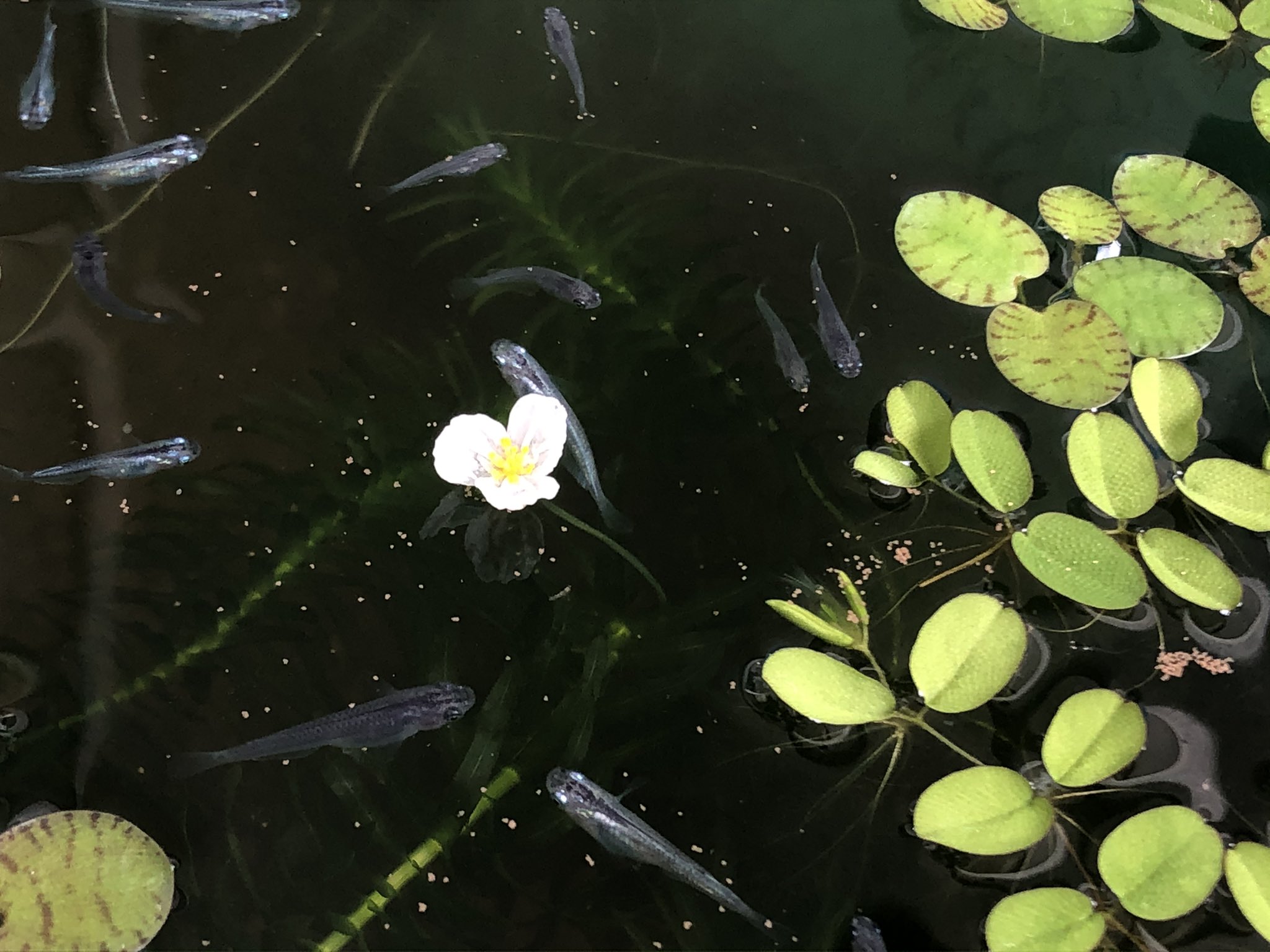 アナカリスの花 Căutare Twitter Twitter