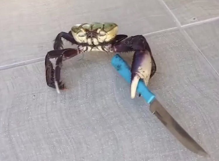 couldbekiki's tweet photo. happy cancer szn ♋️🦀 https://t.co/SDi2XSuIN3