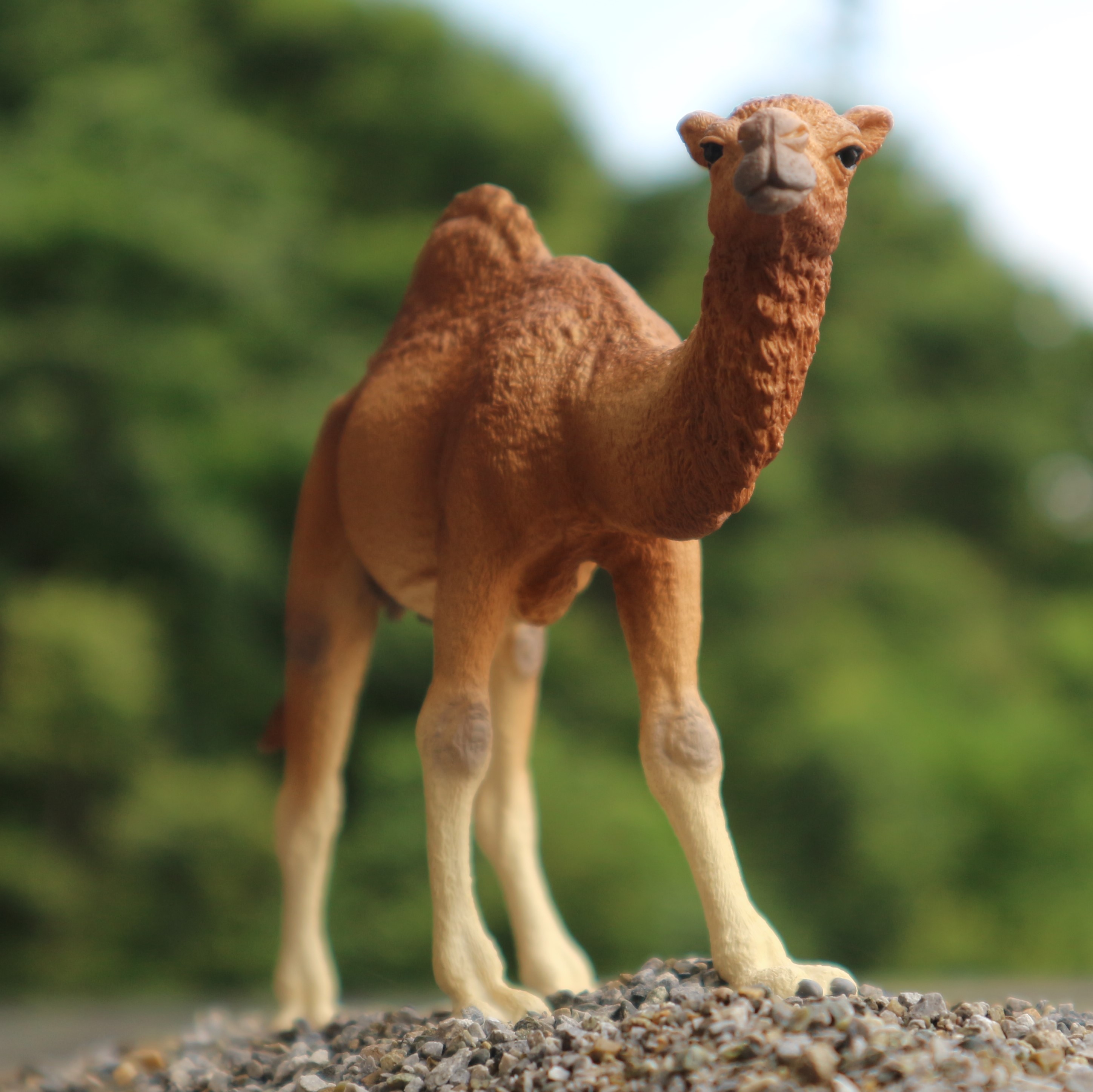 Twitter 上的 Schleich Japan K K シュライヒの ヒトコブラクダ はヒザの痣や背中のコブがホントにリアル ラクダは砂やほこりから守るため まつげがとっても長いんだよ 世界ラクダの日 ラクダの日 ラクダ ヒトコブラクダ 砂漠の生き物 東京砂漠
