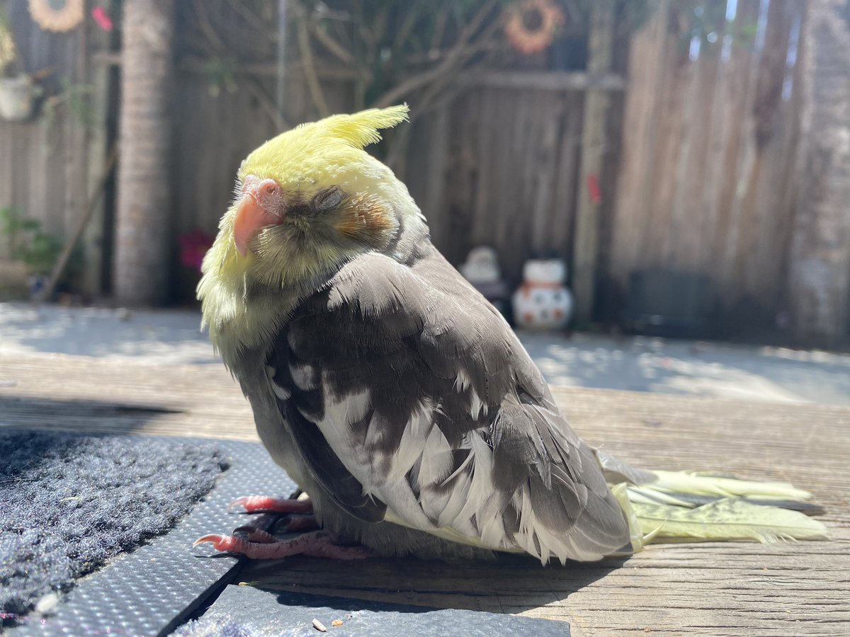 lilymoon_light's tweet photo. Life is so u fair at time, today my baby boy is gone…. This morning he was more sleepy the usual…. So sorry little dude I didn’t know that would be your last moment with me…. Tho our time together was short I loved you lots R.I.P slim Jim https://t.co/C10hyUKCSz