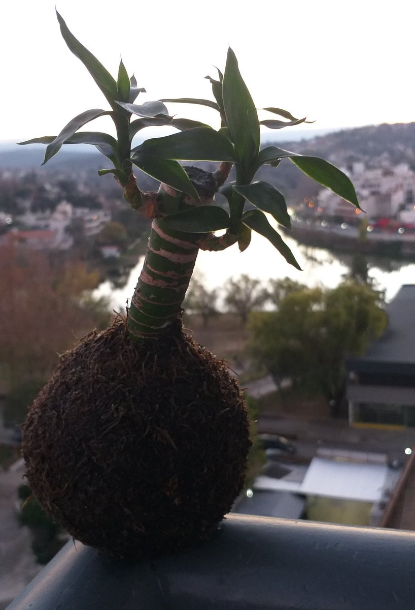 Vine a mostrar esta bella kokedama que hice hoy...