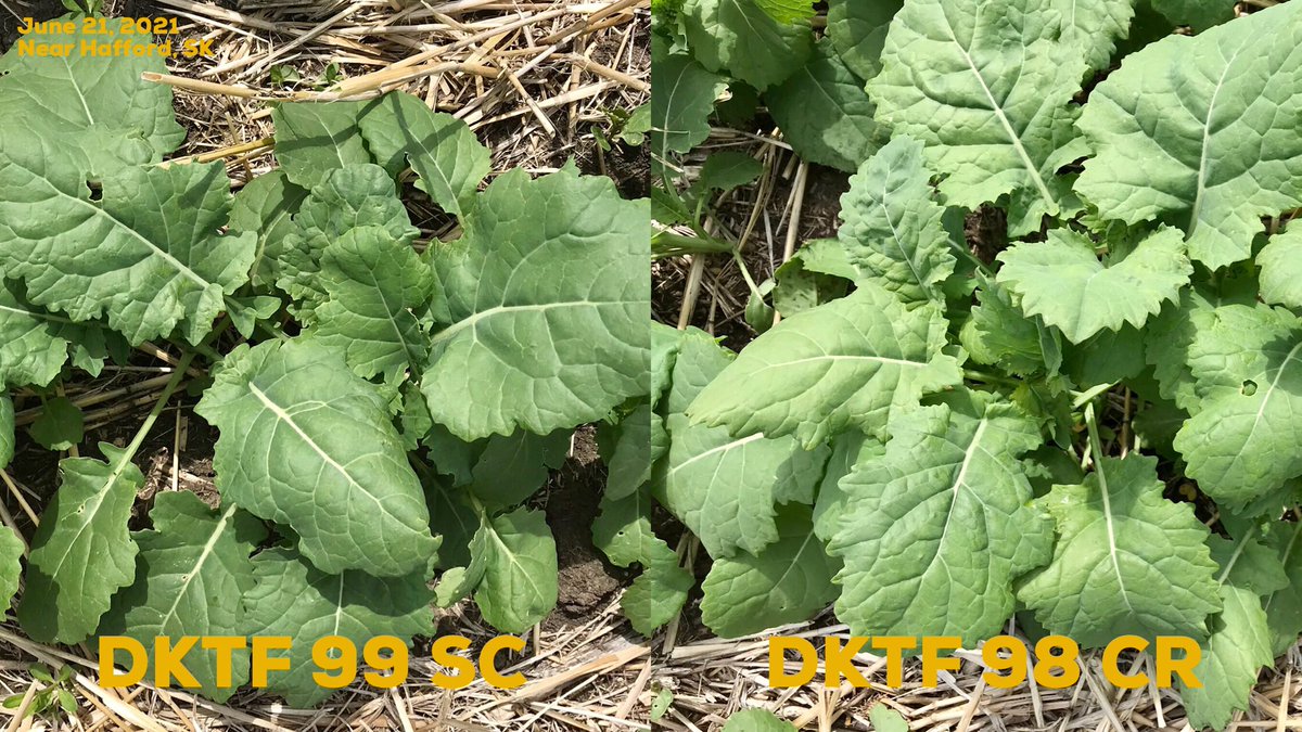DKTF 99 SC and DKTF 98 CR are leading the way in filling in the rows at our canola trial near Hafford. Both hybrids have shown strong early season growth! 💪🏼