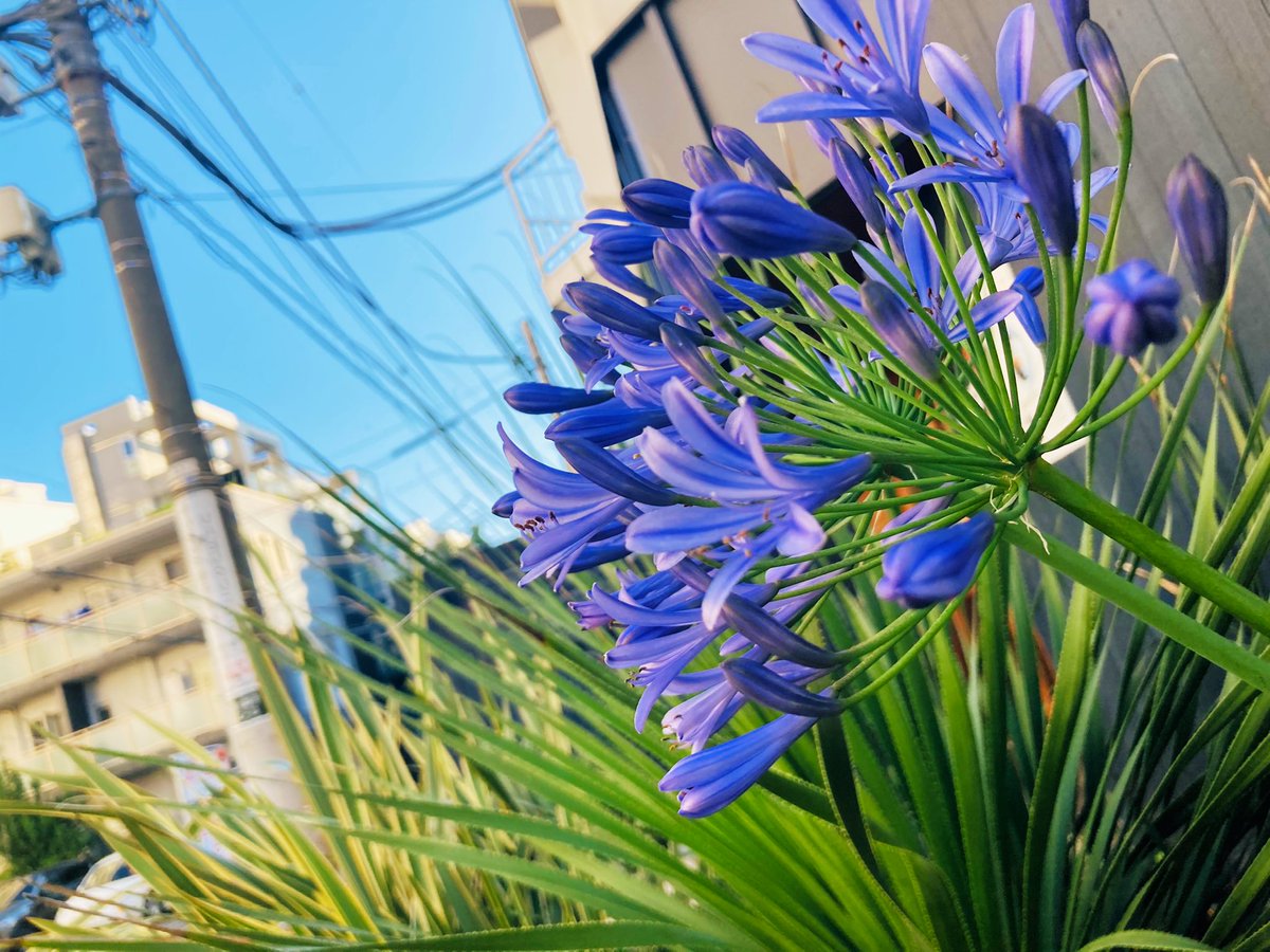 白那美 アンジュ しらなみ あんじゅ Ihola 今日の花 はアガパンサスさん 花言葉 は 知的な装い と 愛 今日も皆様が愛のある一日をすごせますよーに The Blue African Lily Flower Tlを花でいっぱいにしよう 花写真 Plants Flower