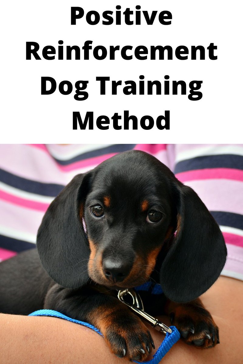 Read this review of the Doggy Dan Positive Reinforcement Online Dog Training Program. yobeytbenson.weebly.com/blog/doggy-dan… #dogtraining #dogtrainingtips