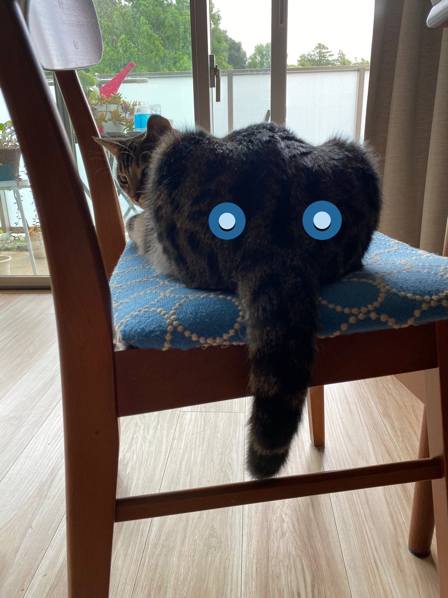rinmomo_bros's tweet photo. おはようござ、、！
象や、、！象がおる。。

#猫のいる暮らし #ぱおん https://t.co/gTI4jrN2Qy