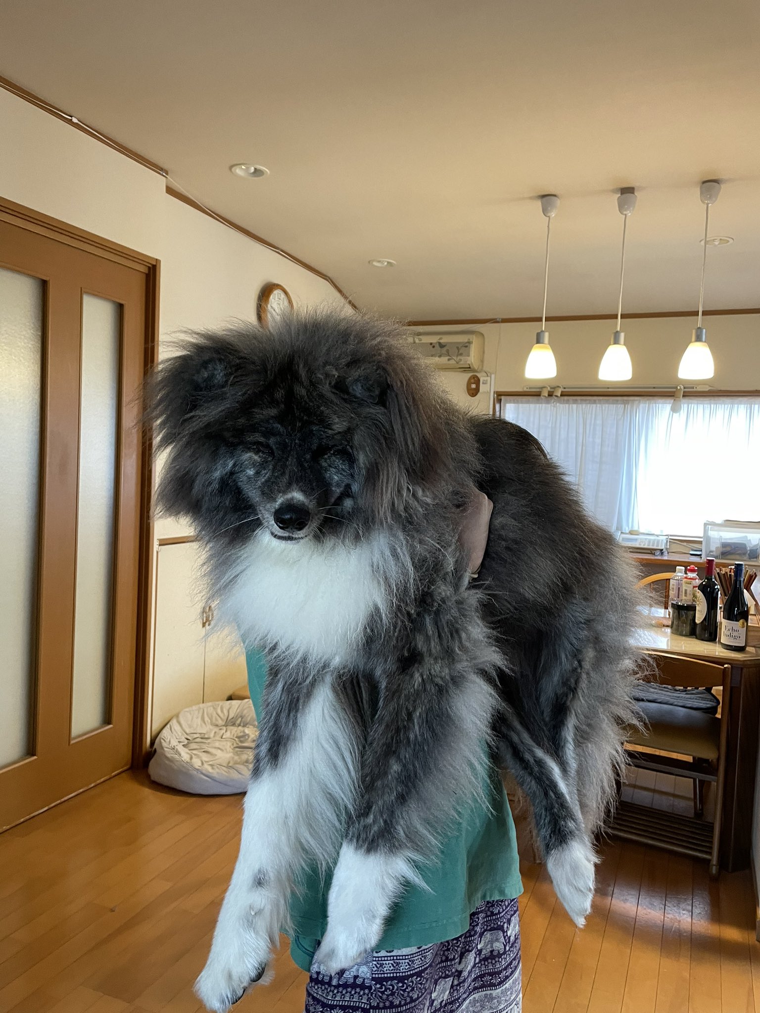 秋田犬ぽんた (@SachiyoShirai) / X
