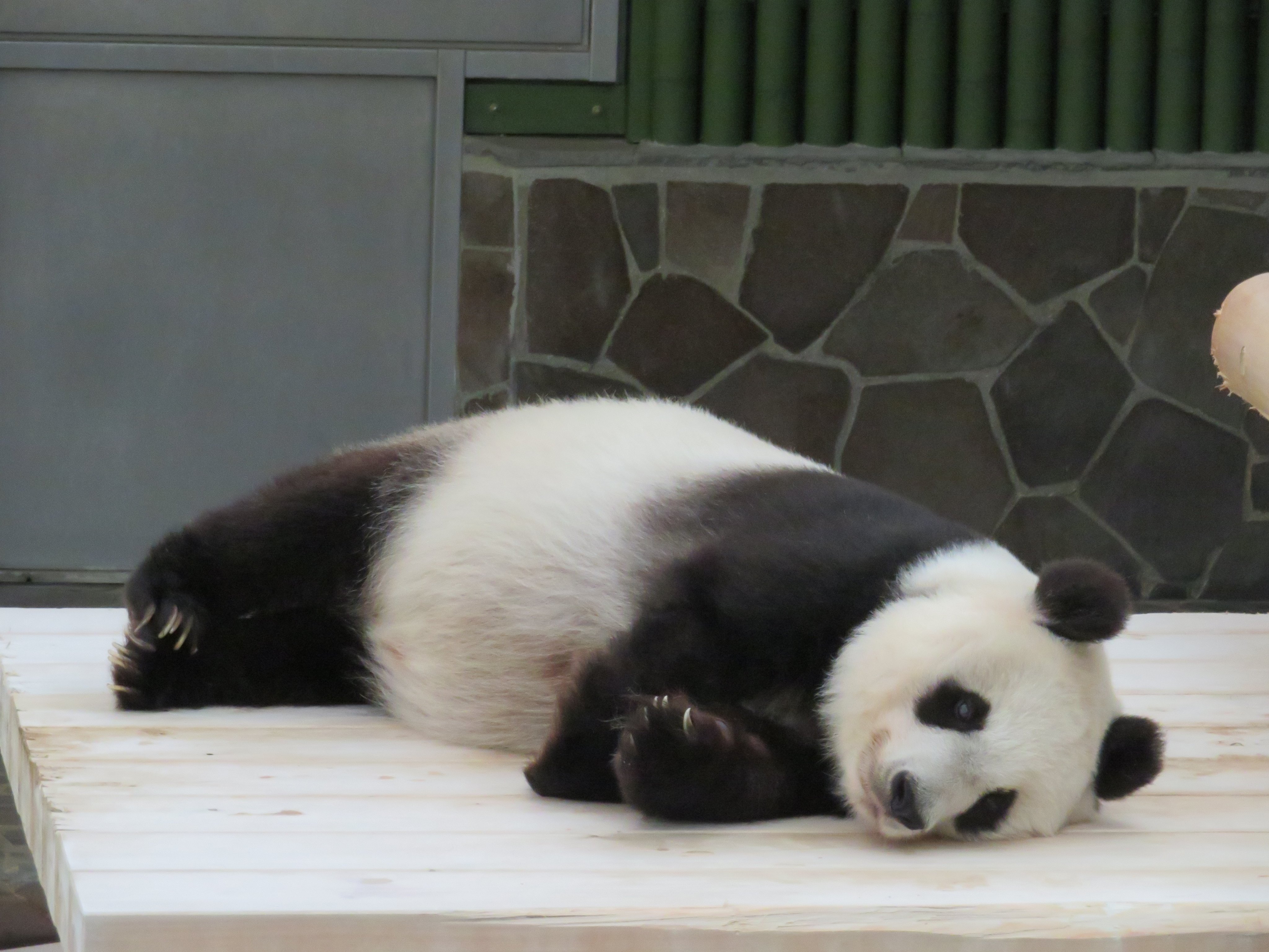 神戸市立王子動物園(公式) على X: 神戸市立王子動物園(公式) على X: