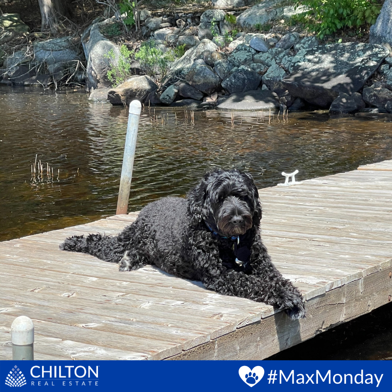 TheChiltonTeam's tweet image. 🐾 Hi everyone! My name is Max and I enjoy long games of fetch on the beach, and basking in the sun 😎

#MaxMonday #PuppyLove #RuffPost #DogsAreTheBest #MyDogIsFunny #FloppyEars #Dogs #Dog #DogLover #DogFriendly #PortugueseWaterDog #LifeofMax #NotASponsor