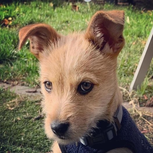 4lyfe_rescue's tweet photo. Found a #home4Lyfe, gonna make them wish they adopted a cat 💪
Find out more about our beautiful cats looking for their #foreverfamilies here: https://t.co/3jlJTvuW9w
#Nora4Lyfe #Adopted #AdoptDontShop #DogsofCanberra #PuppyLyfe https://t.co/MrmkRAt0bt