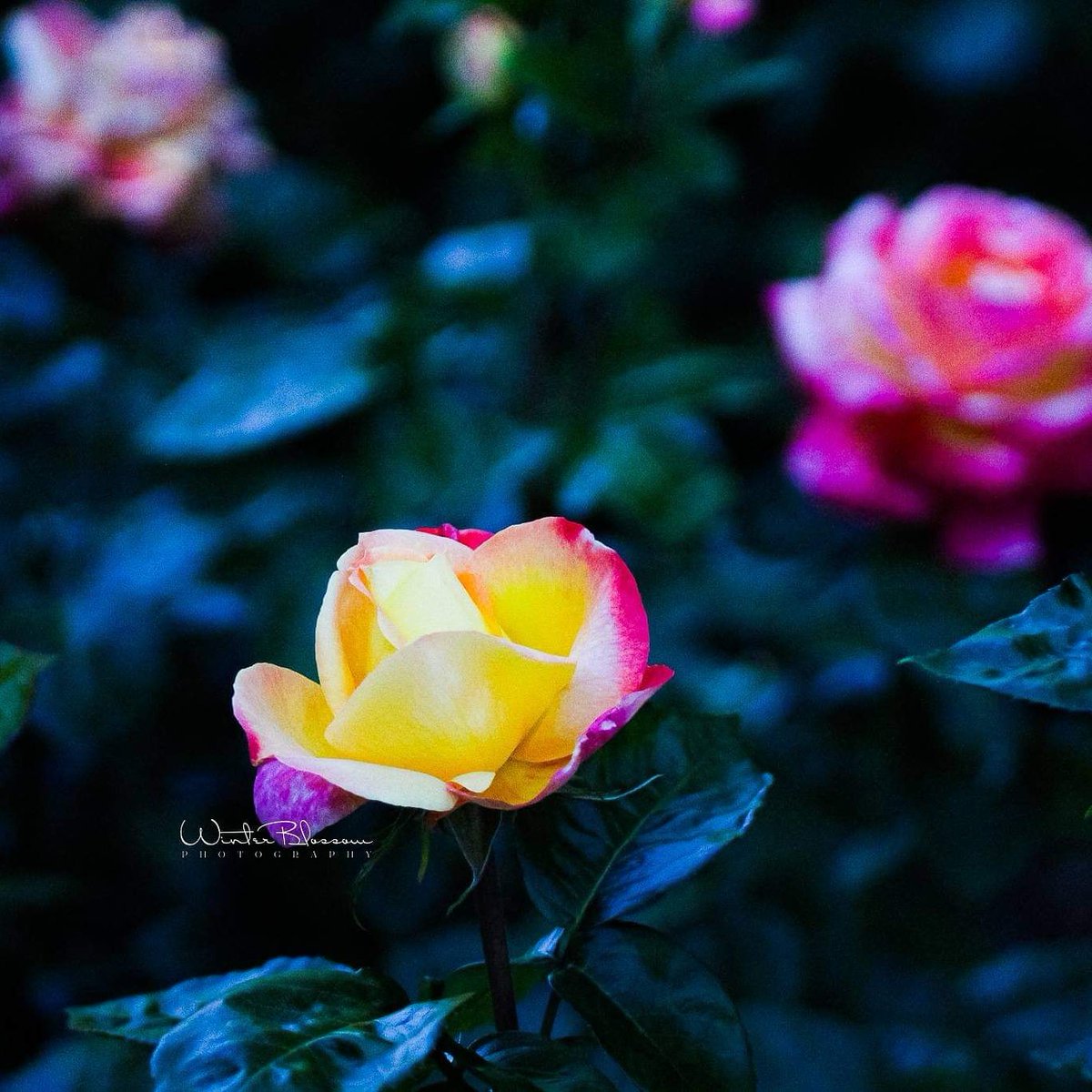 WAbyss025's tweet photo. #winterblossomphotography  #RoseGarden https://t.co/a9Vi5kfIWP