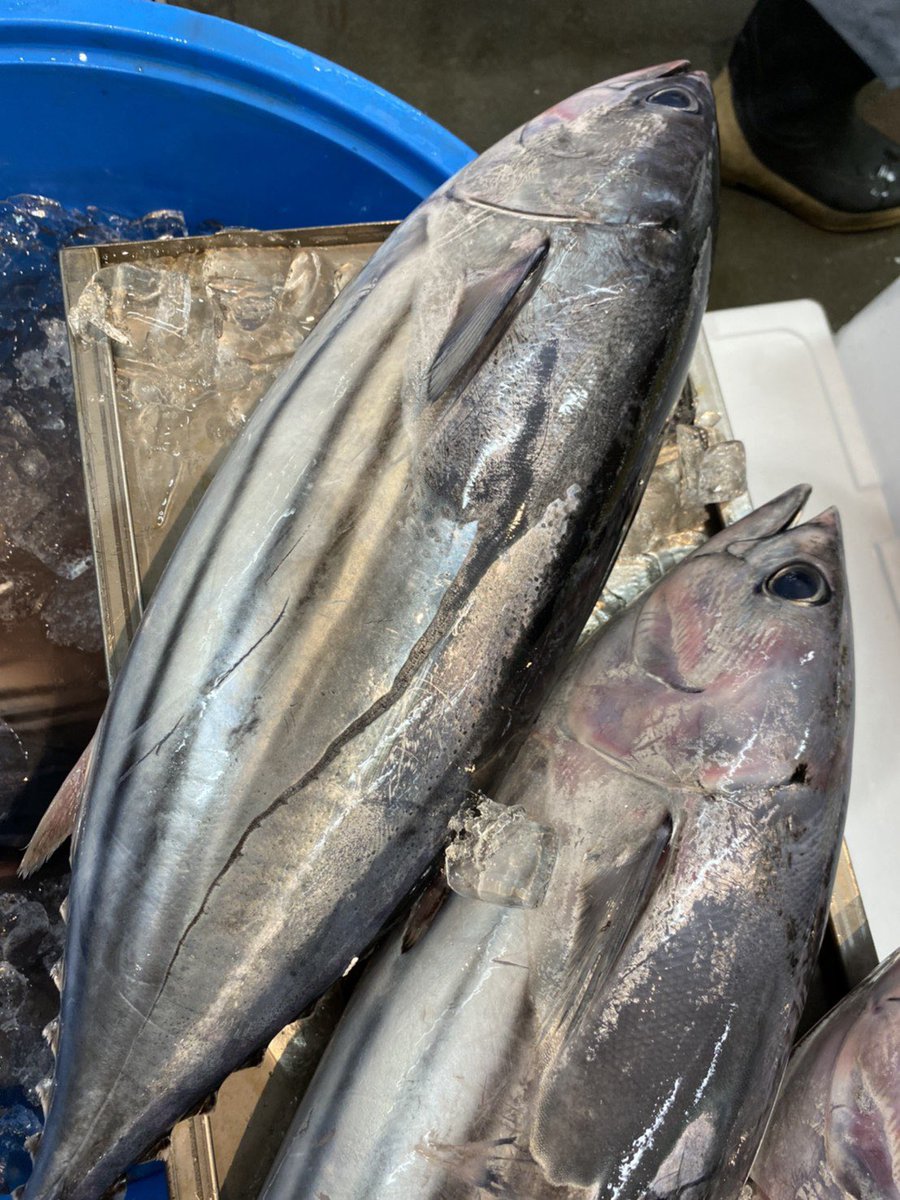 長崎天然本マグロ頭肉