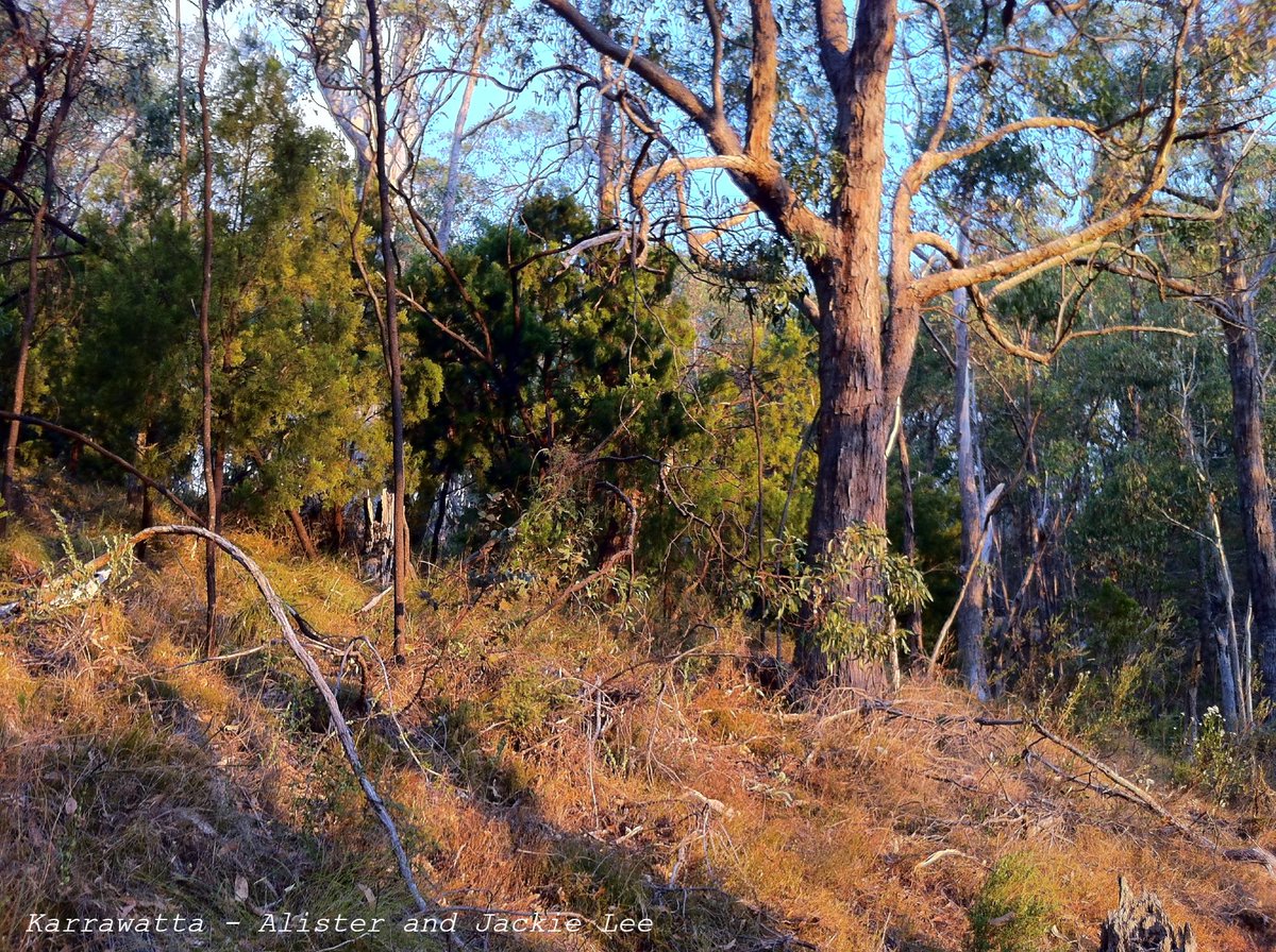 wlt_au's tweet photo. A lovely messy patch of woodland in Karrawatta, South Australia. 

Leaving rocks and dead branches intact creates microhabitats for fungi and insects, as well as hiding places for birds, lizards and small mammals. https://t.co/fOlYrihkQf
