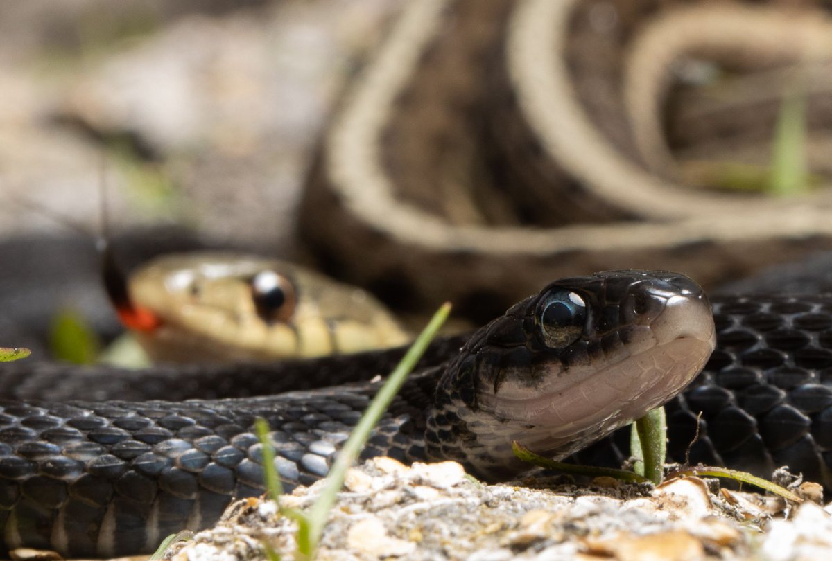 Nicholas McCarney (He/him) tweet media