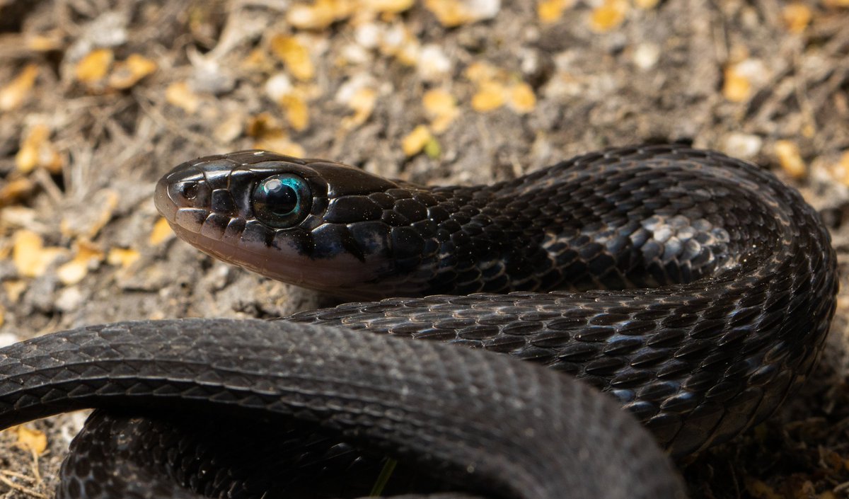 Nicholas McCarney (He/him) tweet media