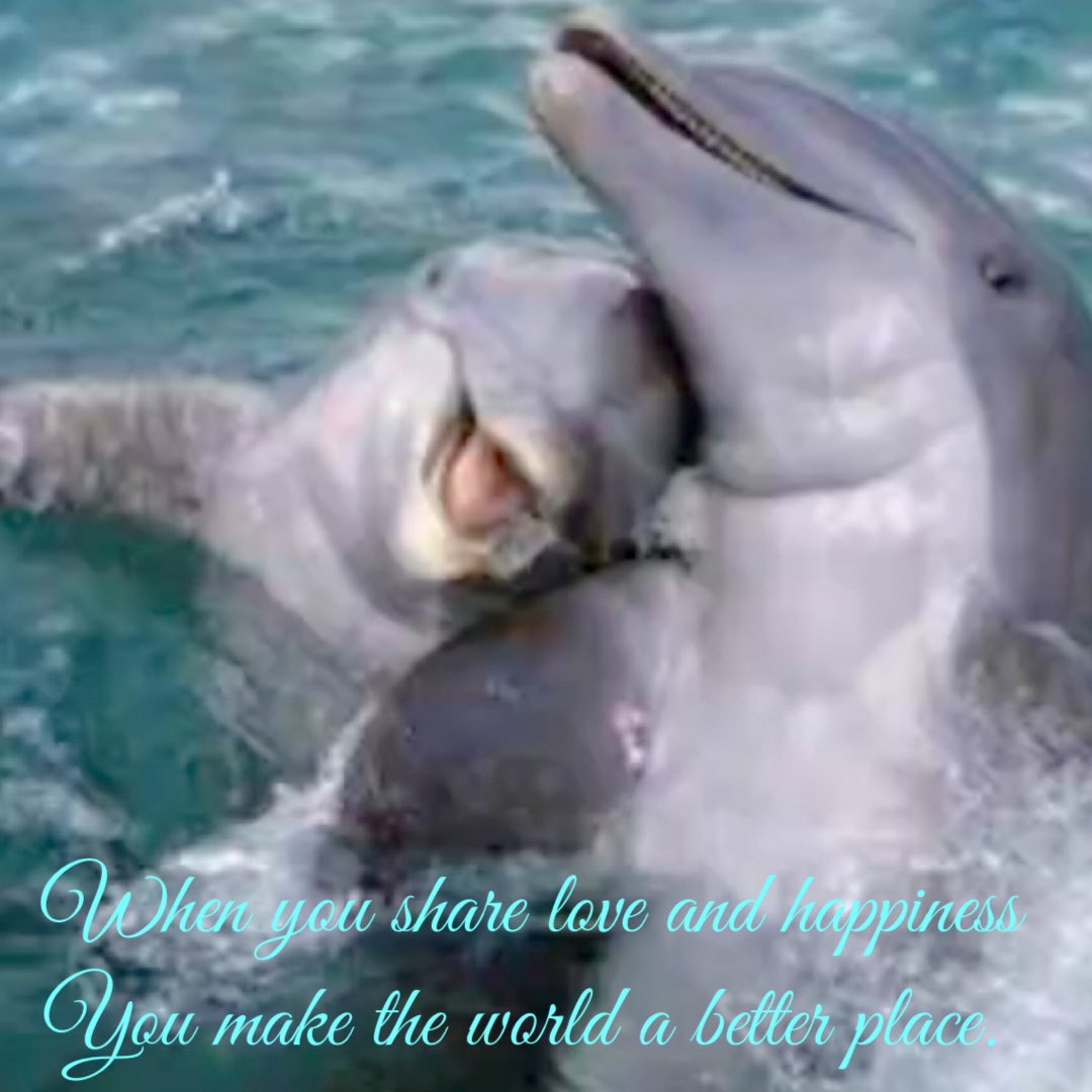 Jennifer Dagher (@pawsatthebeach) on Twitter photo 