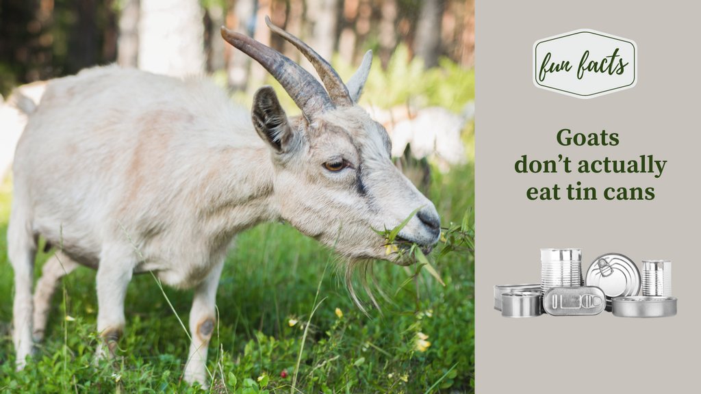 deborahwrites's tweet photo. When people say "goats will eat anything," they mean any living plant, such as your rose bushes, your daylilies, apple trees, and all the things you do NOT want them to eat! Goats actually have a pretty sensitive digestive system that is easy to upset with moldy hay or feed. https://t.co/FxZIWppSEo