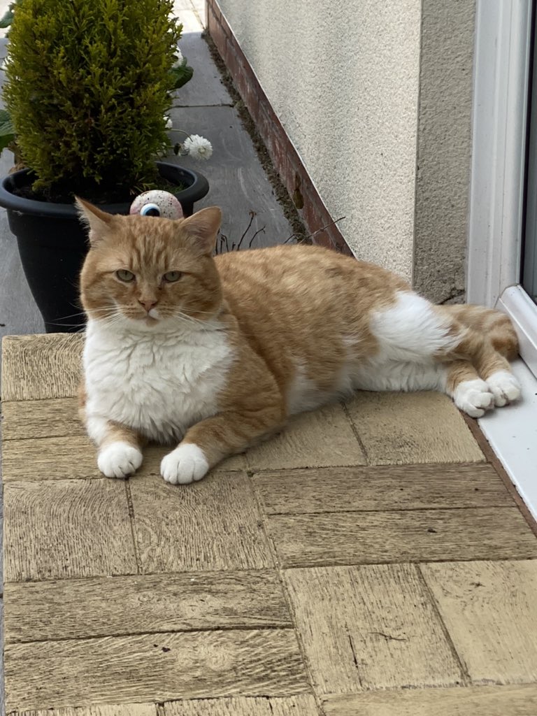 lisajcasey's tweet photo. @PaddyMcGuinness Morning ritual in our house too 😂 but now we have 2 cats … 1 newbie cat miniature Rottweiler 🐈 🥴 https://t.co/qUXJwS1ycj