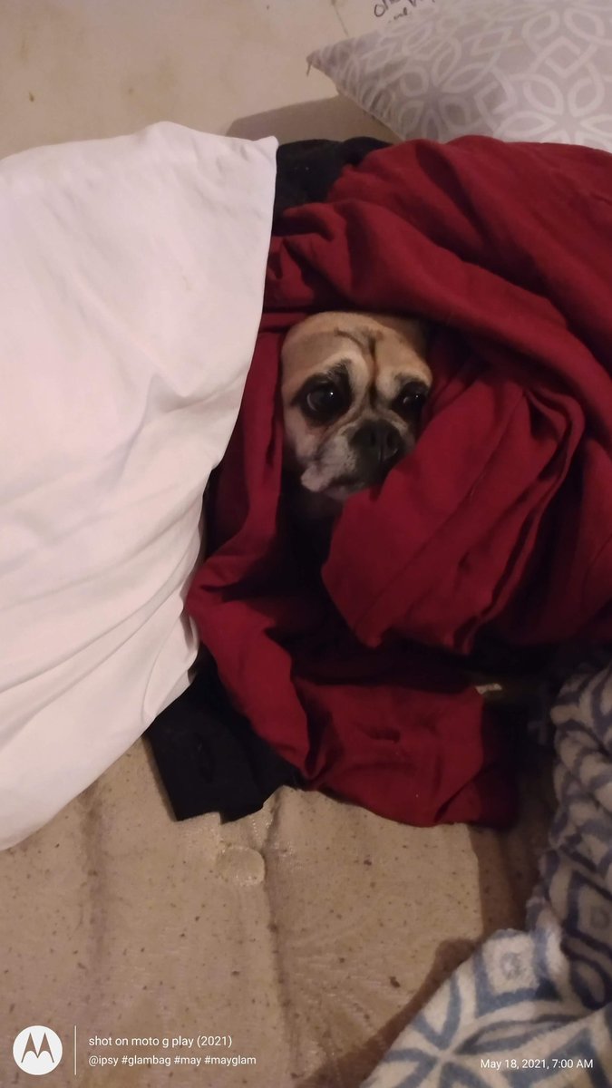 _DevlynDisguise's tweet photo. @PaperCakes Pugsley https://t.co/CVyfJkDqes