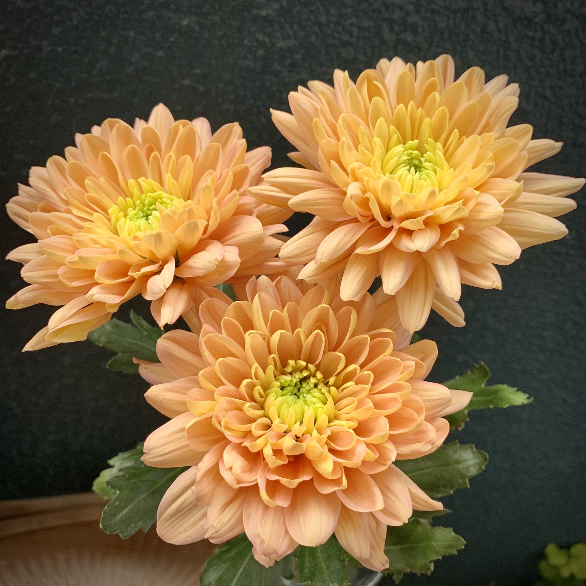 坂本 歩 おはよう ディスバッドマム バルティカサーモン Disbudmum Baltica Salmon 淡いオレンジの洋ギク マム Dis 摘み取る Bud 芽 の意味 脇芽を摘み取り大輪に仕立てます バルティカは バルト海 アトランティックサーモンより