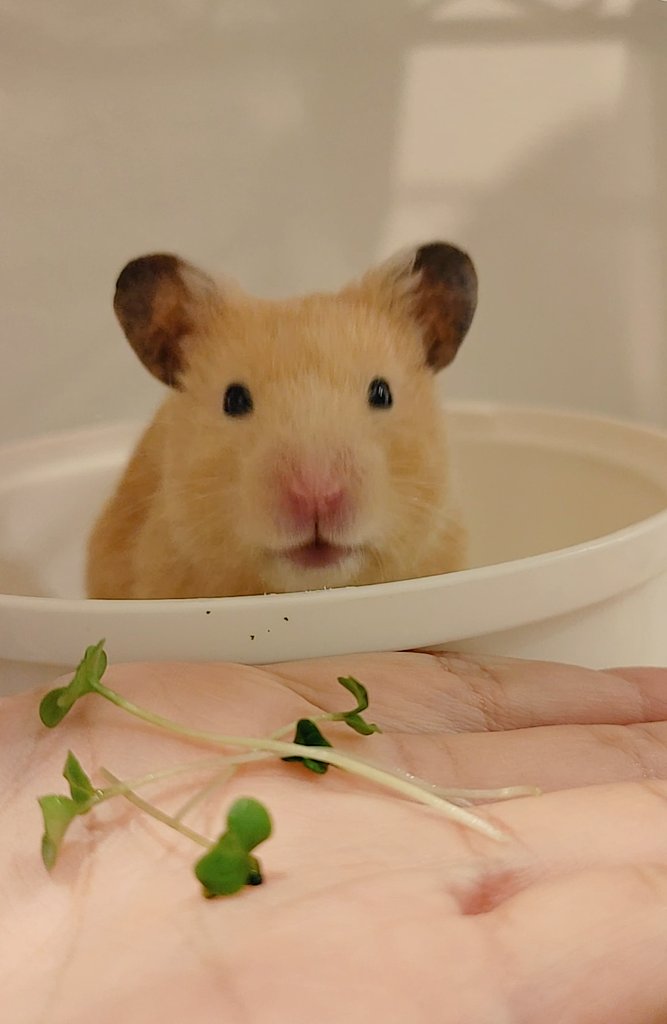 Twitter 上的 2才𓃟 ブロッコリースプラウトとハム 2才と85日 キンクマハムスター ハムスターのいる生活 ハムスターのいる暮らし キンクマ ハムスター ブロッコリースプラウト T Co Sp3evzjmx0 Twitter Twitter 上的 2才𓃟 ブロッコリースプラウトとハム 2才と85日 キンクマハムスター ハムスターのいる生活 ハムスターのいる暮らし キンクマ ハムスター ブロッコリースプラウト T Co Sp3evzjmx0 Twitter