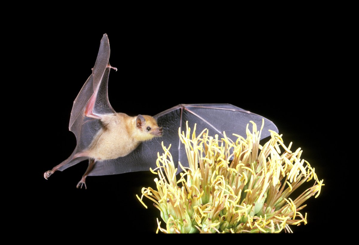Similar to hummingbirds and bees, #bats play a vital role in the pollination of plants, many of which people rely on for their livelihood. #PowerInPollinators #PollinatorWeek