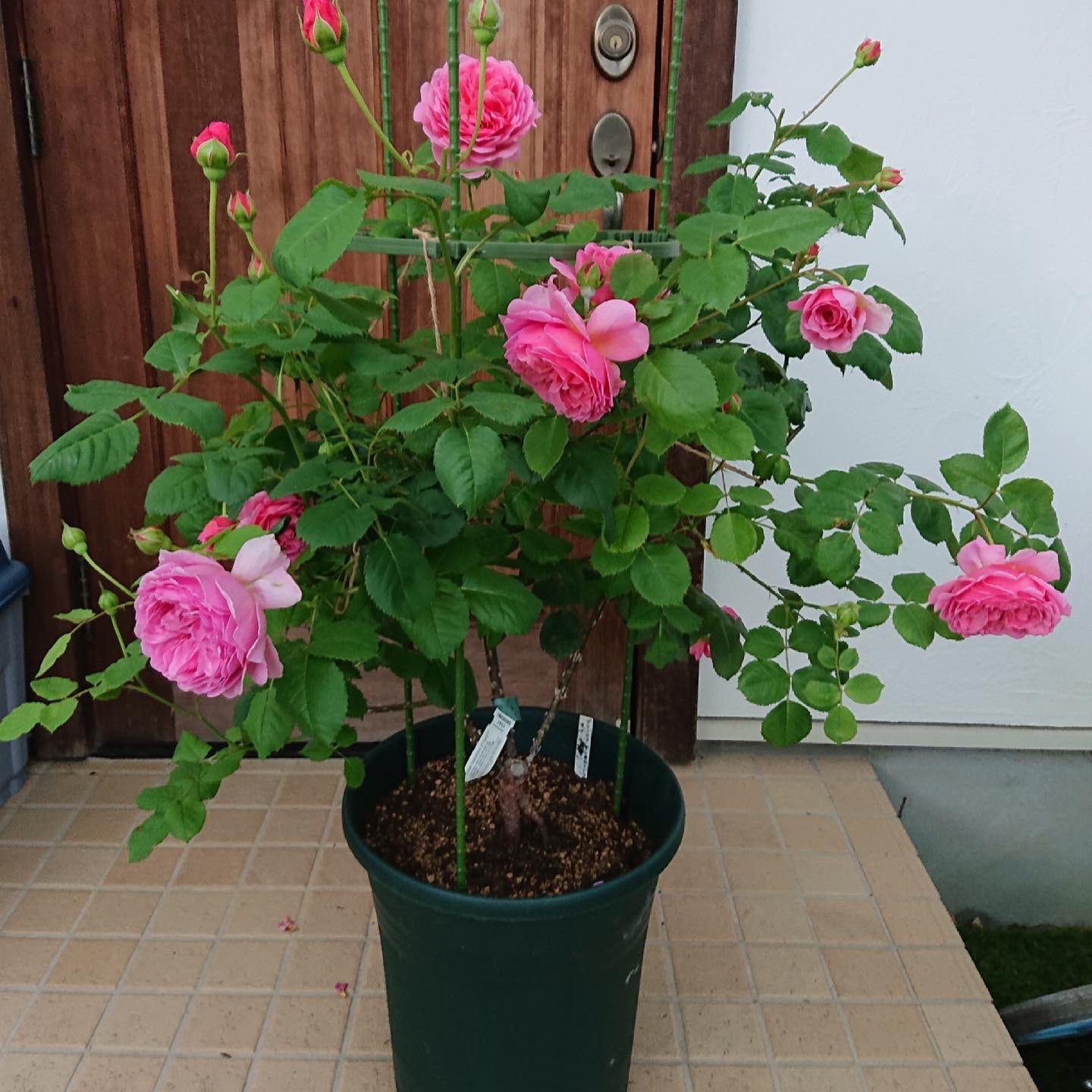 オトメンパパ インスタ始めました プリンセスアレキサンドラオブケントです 香りも最高です 花形はローズポンパドールに似てますね バラ ローズ ガーデン ローズガーデン 花のある暮らし 花のある生活 オトメンパパ T Co Zuxbyc2gki