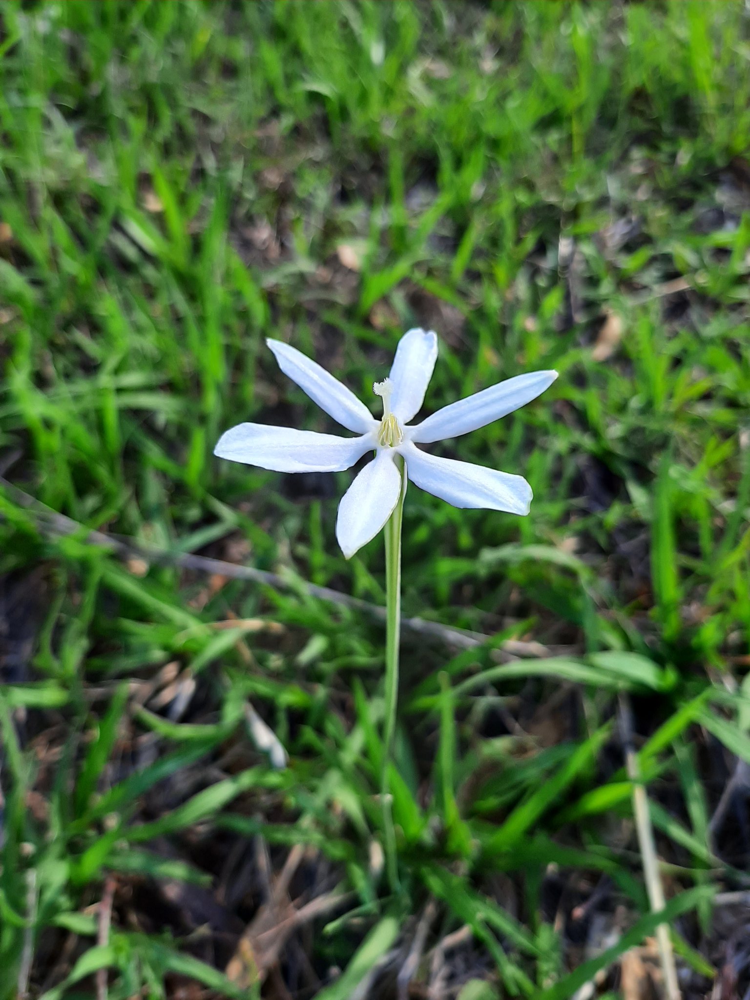 Eduardo Ruiz Sanchez Milla Biflora Asparagaceae First Of The Season Elcentinela Jalisco T Co Kpingnhagj Twitter