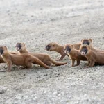 イタチの行列!見たことない!