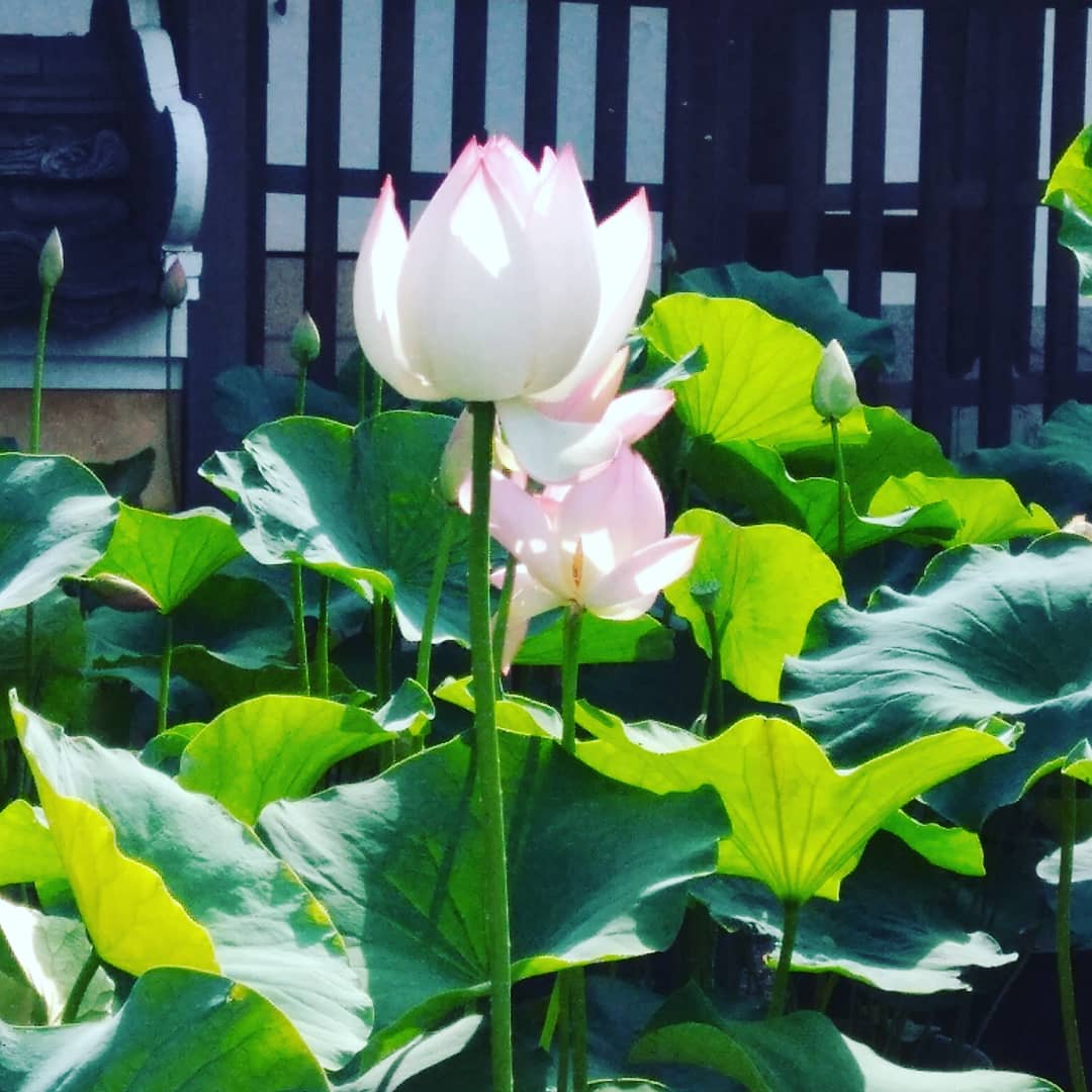 黒崎仁 96sakijin Twitter