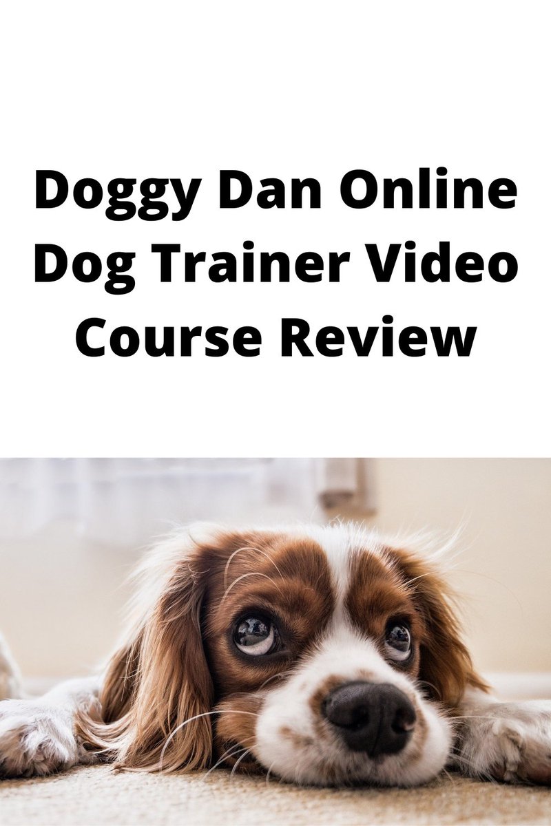Read this review of the Doggy Dan positive reinforcement dog training program. sozdanie-gryazi-eternal.tumblr.com/post/622827833… #dogtraining #dogtrainingtips