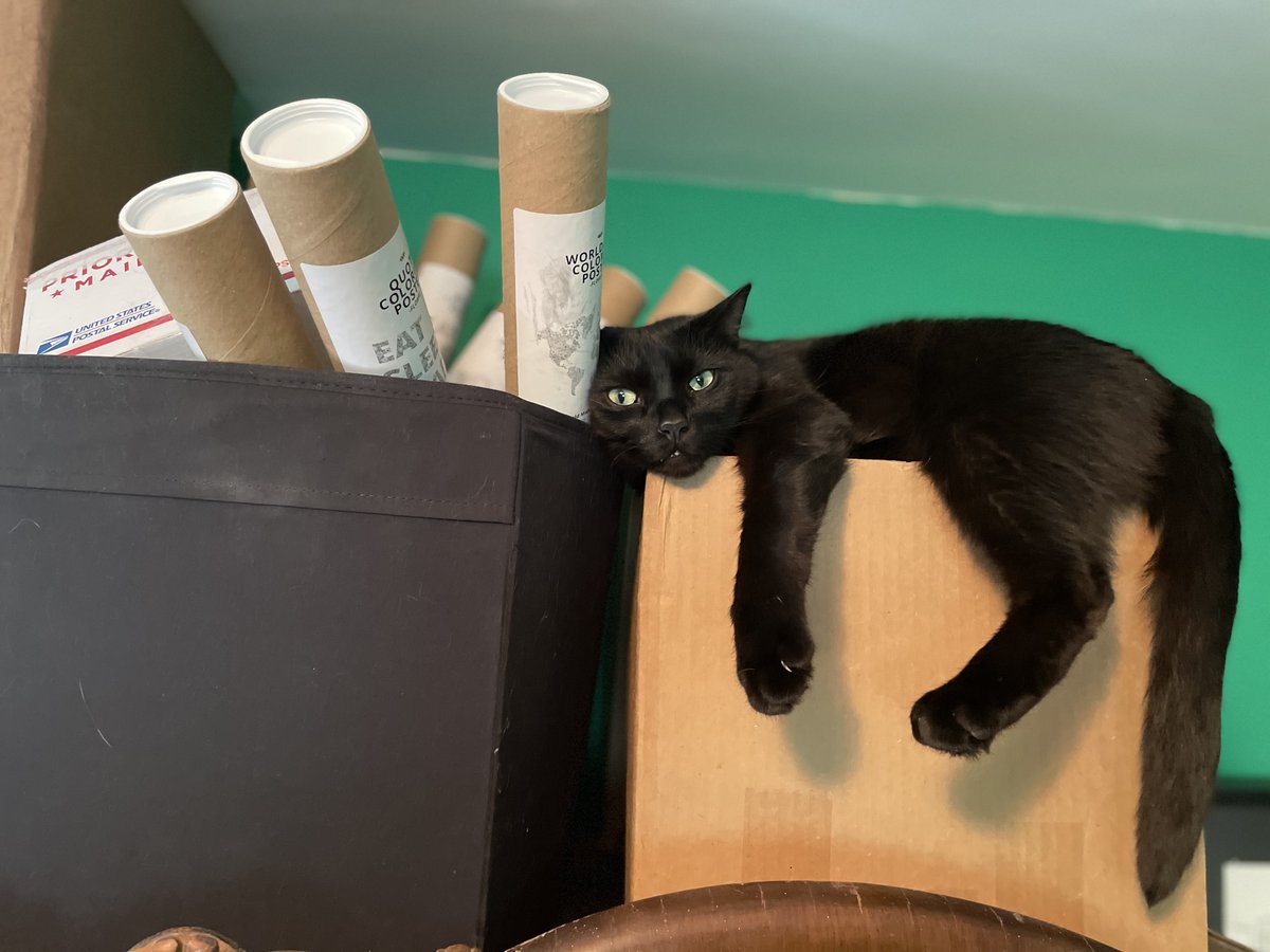 AvidBookshop's tweet photo. Happy 4th birthday to this little dynamo. Cubbie is one of the more famous #PetsOfAvid.
Want one of these for yourself? We have some left; supplies & sizes are limited.
#bookstorecat
Order here: https://t.co/Tp2emHvA1M https://t.co/H1MW9LpjsE