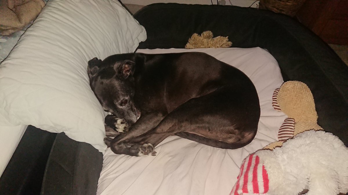 becausemilly's tweet photo. 21.06.2021 💕 Making Memories 💕
💯 Clover arranges her own bedding of a night... usually the teds get ejected early on, and then the pillow and blankets get twirled a bit until they are 'just so' 🙈
#becausemilly #CloverBray 🍀 # #lurcher #rescue #dogsoftwitter https://t.co/yoPBFrE8eM