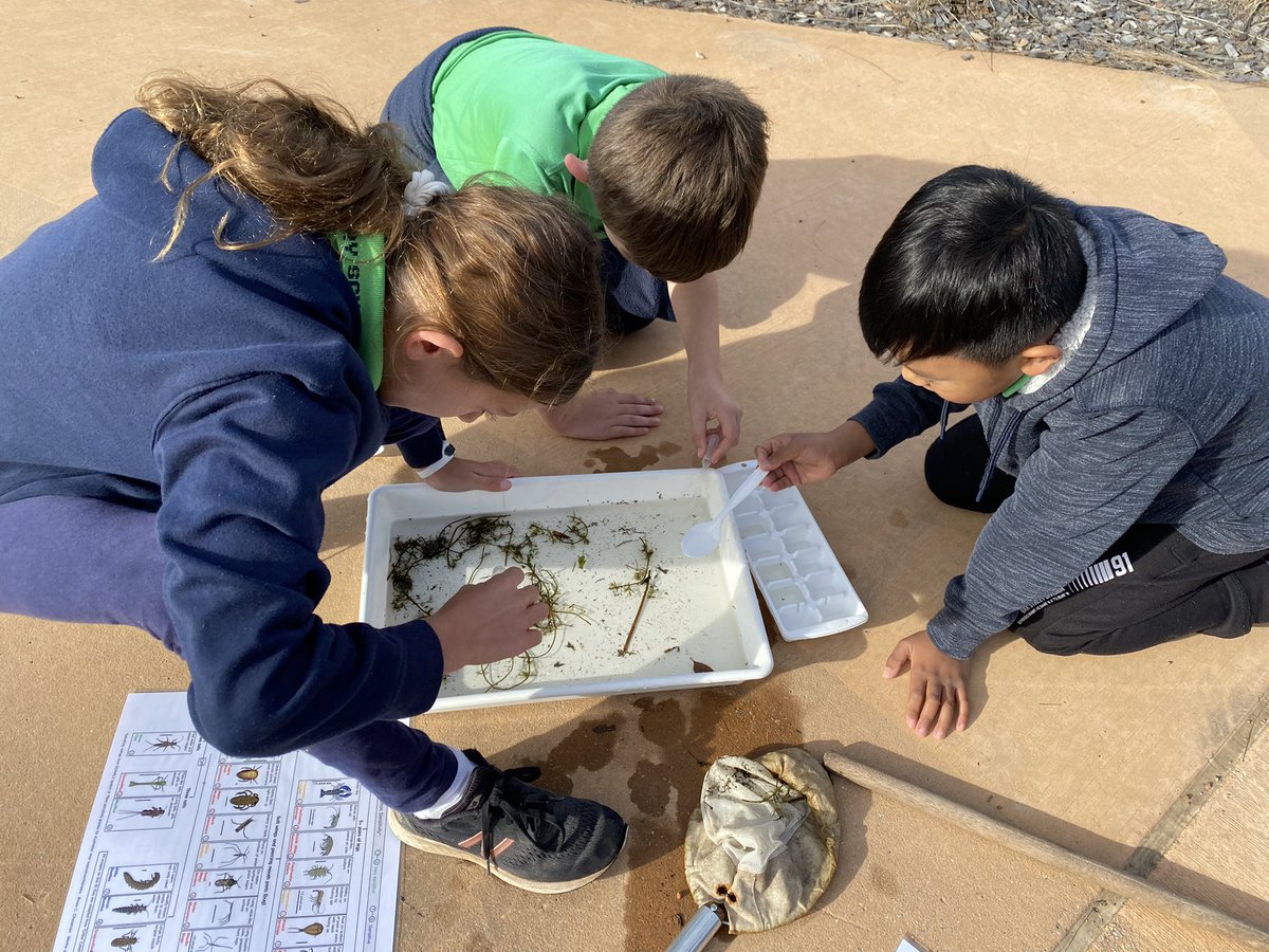 bw2311's tweet photo. What can we find in our local waterways? Today we joined our local @ACTlandwater to explore what lives in our local pond. There were many awesome discoveries and many more questions to be answered. #inquiry #naturalworld #ACTwaterwatch #learningwithpurposeandpassion #bpsinquiry https://t.co/P8GmepvtDB