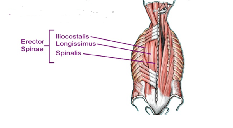 drdozellodc's tweet photo. Two Minutes of Anatomy: Erector Spinae
Dr Donald A Ozello DC of Championship Chiropractic
#Vegas #Chiropractor #Chiropractic #SportsMedicine #Anatomy #BackMuscles #SpineMuscles #Paraspinals #erectorspinae #Spinalis #longissimus #iliocostalis https://t.co/YmXkq5EN6T https://t.co/KndCxY5BOF