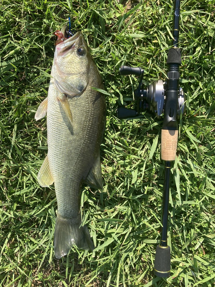 dmason390's tweet photo. This one took my scorpion bfs reel to the limit…. 6lb fluorocarbon, drag  singing. #bfsfishing #fishing #fishinglife https://t.co/wbr1YUlVpo