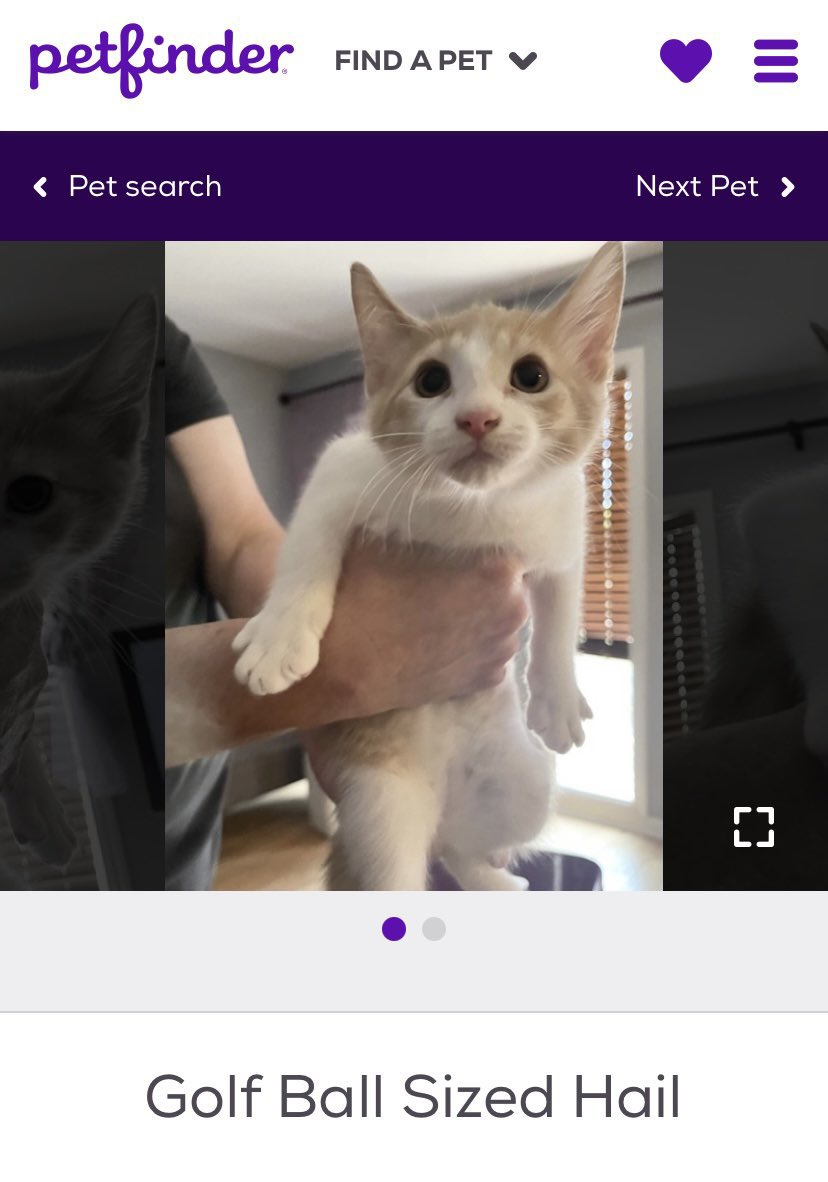 petfindernames's tweet image. 