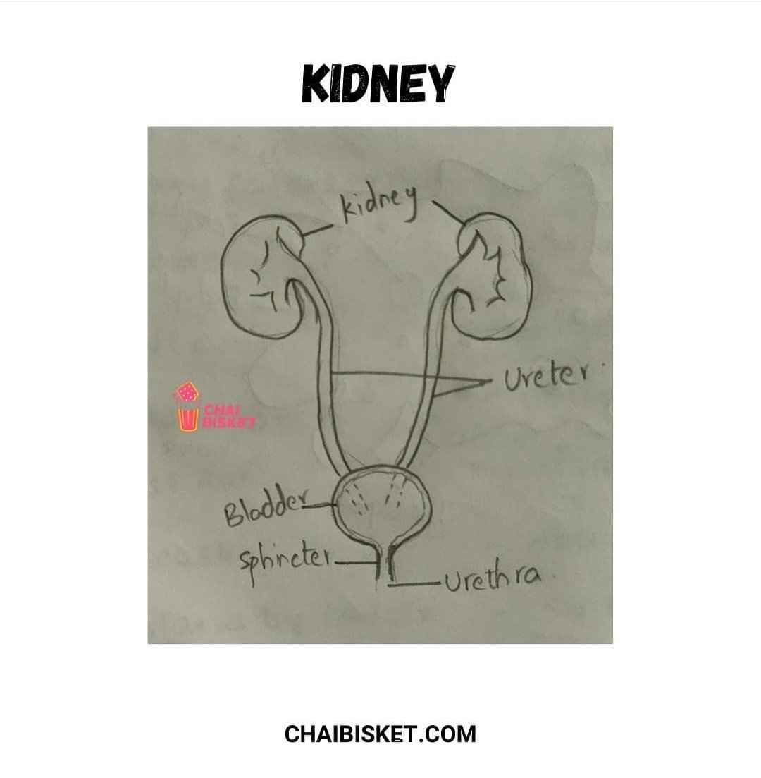 Praveen_nature's tweet photo. Chinnappati Biology Kalakandalu 😂...

#Biologydiagrams lo meeku baga gurthundhi edhi?

1/2

#Biology
#BipcStudents
#Science
#BotanyDiagrams https://t.co/lm57RwTqOe
